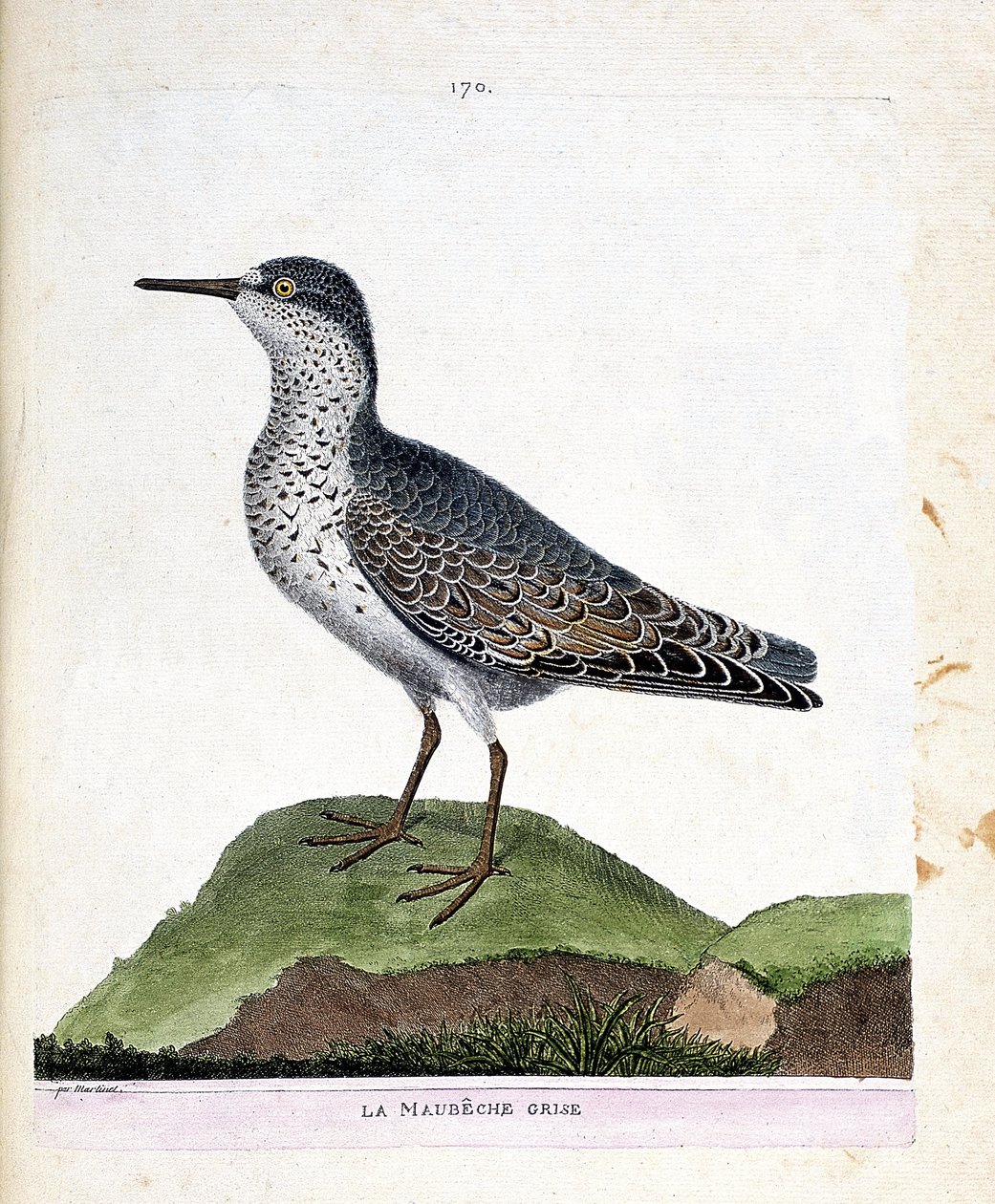 动物学图（鸟类学）：灰色的maubeche（紫色的喙或calidris maritima）。弗朗索瓦-尼古拉-马丁内特（1731-1800）的《鸟类的历史，在它们的外观和敏感方面的绘画》中的插图。私人收藏。 作者 弗朗索瓦·尼古拉斯·马丁内
