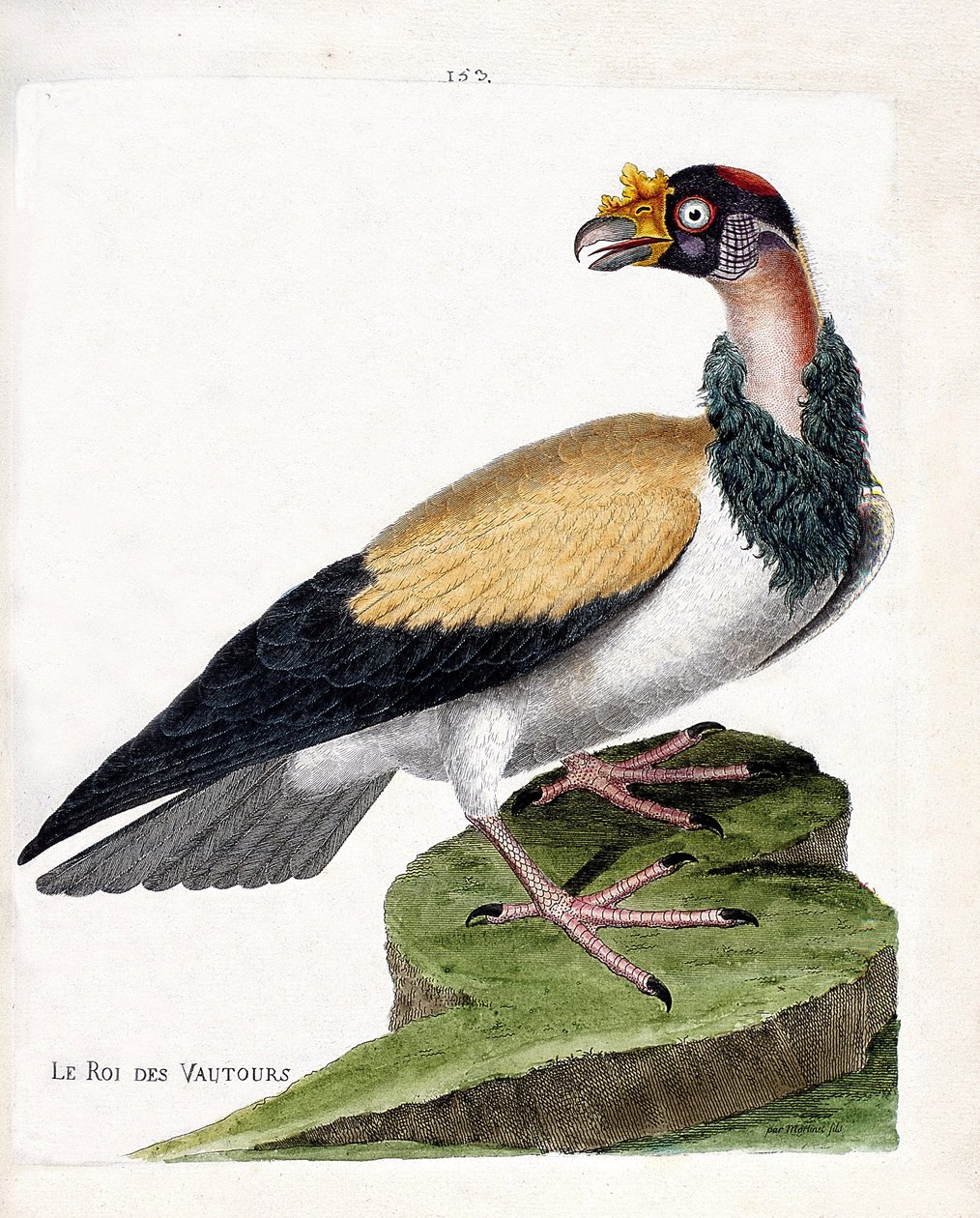 动物学图（鸟类学）：秃鹰之王（sarcoramph king或sarcoramphus papa）。弗朗索瓦-尼古拉-马丁内特（1731-1800）的《鸟类的历史，以它们的外表和敏感的方面来描绘》中的插图。私人收藏。 作者 弗朗索瓦·尼古拉斯·马丁内