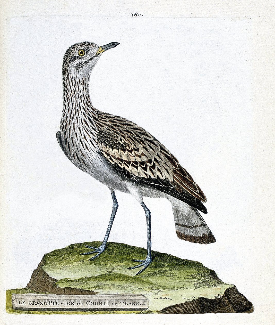 动物学图（鸟类学）：大鸻或乌鸦（Oedicneme criard（Burhinus oedicnemus））。弗朗索瓦-尼古拉-马丁内特（1731-1800）的《鸟类的历史，在它们的出现和敏感方面的绘画》中的插图。私人收藏。 作者 弗朗索瓦·尼古拉斯·马丁内