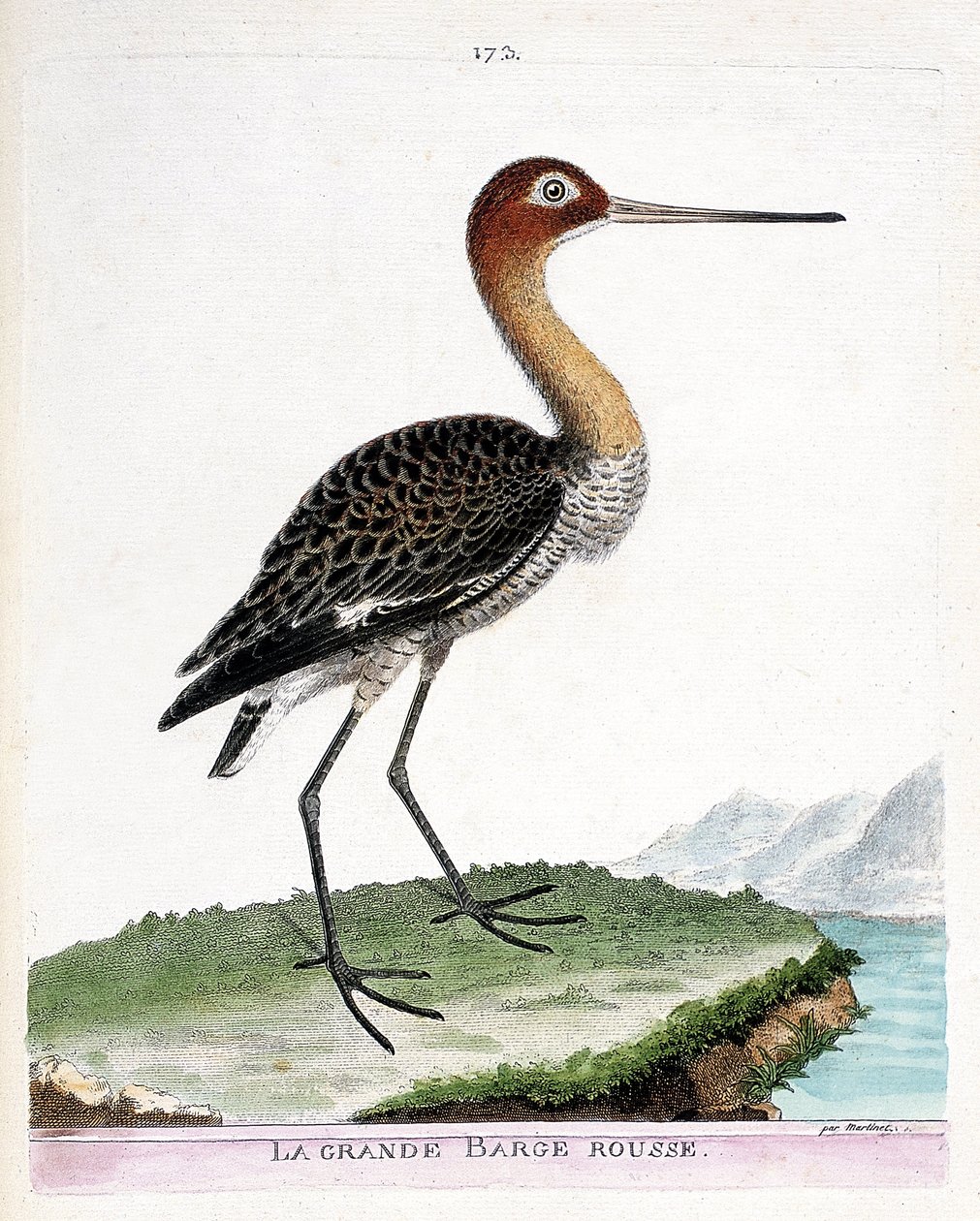 动物学图（鸟类学）：大红驳岸（黑尾驳岸或limosa limosa）。弗朗索瓦-尼古拉-马丁内特（1731-1800）的《鸟类的历史，在它们的出现和敏感方面的绘画》中的插图。私人收藏。 作者 弗朗索瓦·尼古拉斯·马丁内