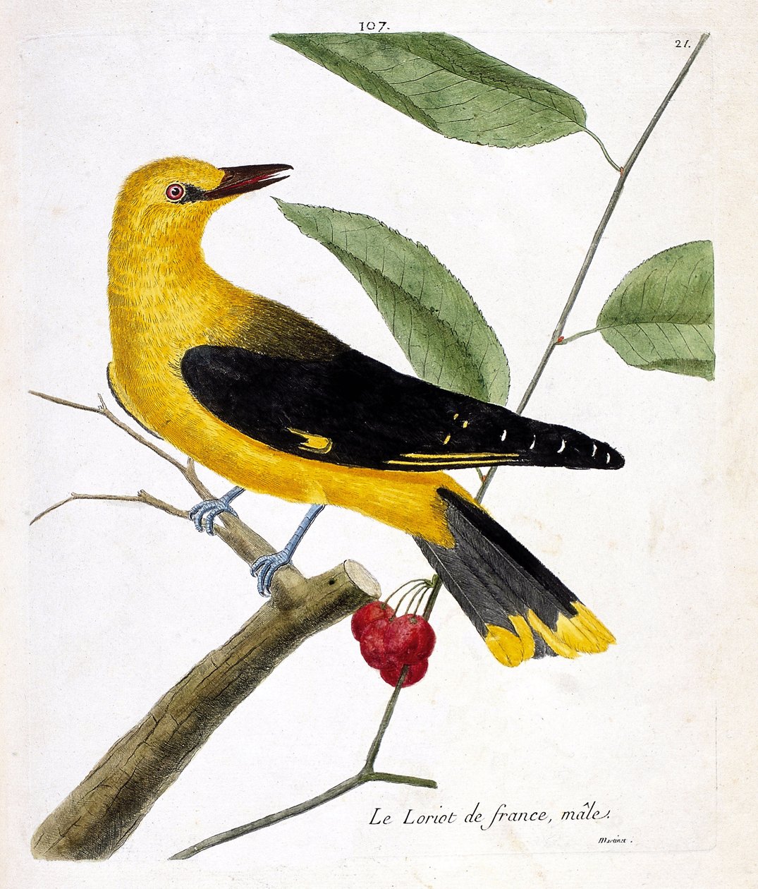 动物学图（鸟类学）：树枝上的雄性法国鸟（European loriot oriolus oriolus）。弗朗索瓦-尼古拉-马丁内特（1731-1800）的《鸟类的历史，以它们的出现和敏感方面来描绘》中的插图。私人收藏 作者 弗朗索瓦·尼古拉斯·马丁内