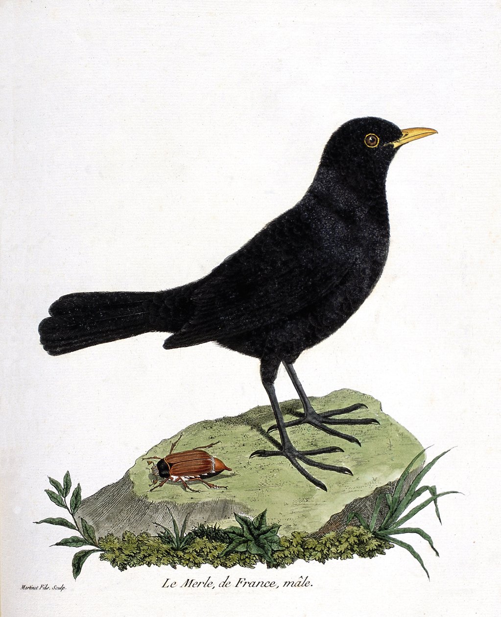 动物学图（鸟类学）：雄性黑鸟（black blackbird or turdus merula）。弗朗索瓦-尼古拉-马丁内特（1731-1800）的《鸟类的历史，在它们的外表和敏感方面的绘画》中的插图。私人收藏。 作者 弗朗索瓦·尼古拉斯·马丁内