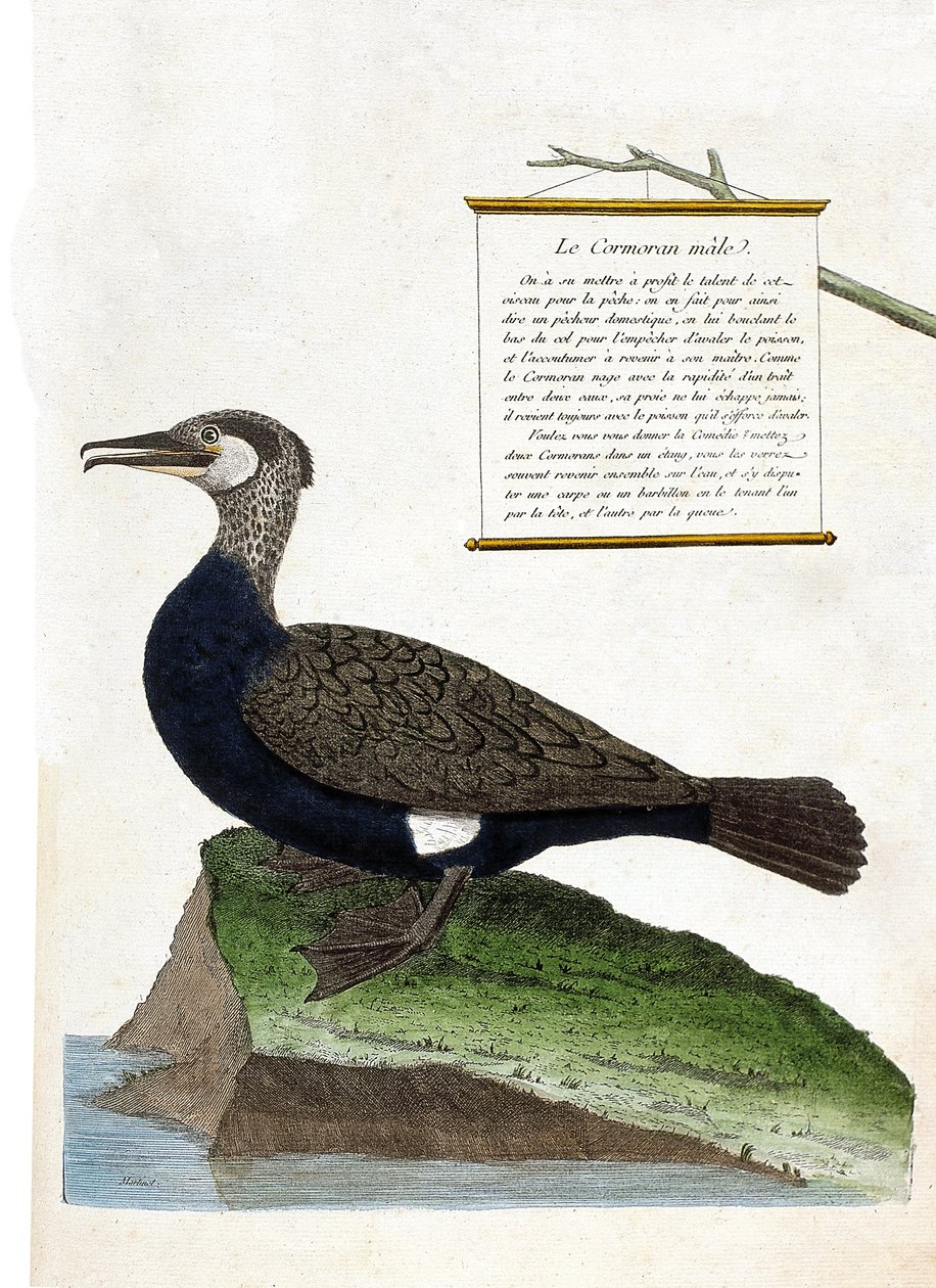动物学图（鸟类学）：雄性鸬鹚（大鸬鹚或phalacrocorax carbo）。弗朗索瓦-尼古拉-马丁内特（1731-1800）的《鸟类的历史，在它们的外表和敏感方面的绘画》中的插图。私人收藏。 作者 弗朗索瓦·尼古拉斯·马丁内