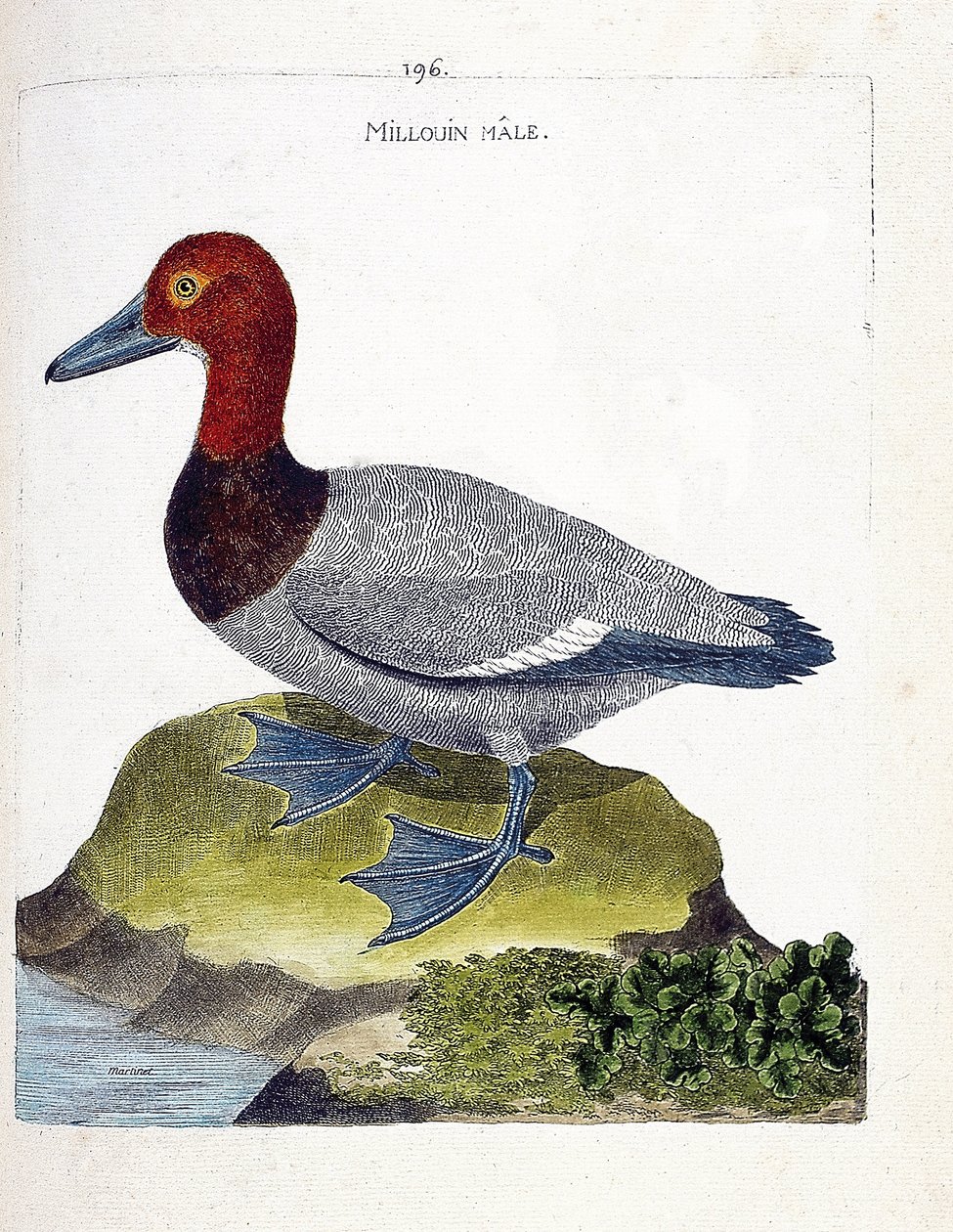 动物学图（鸟类学）：雄性米鲁因（scaup或Aythia ferina）。弗朗索瓦-尼古拉-马丁内特（1731-1800）的《鸟类的历史，在它们的外观和敏感方面的绘画》的插图。私人收藏。 作者 弗朗索瓦·尼古拉斯·马丁内