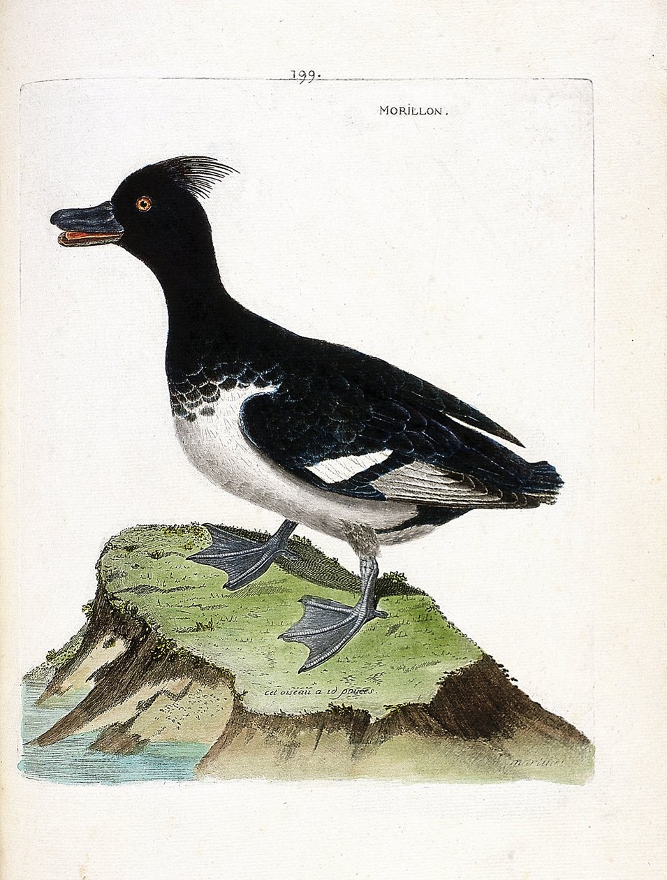 动物学图（鸟类学）：Morillon（Scaup morillon或Aythia fuligula）。弗朗索瓦-尼古拉-马丁内特（1731-1800）的《鸟类的历史，在它们的外观和敏感方面的绘画》的插图。私人收藏。 作者 弗朗索瓦·尼古拉斯·马丁内