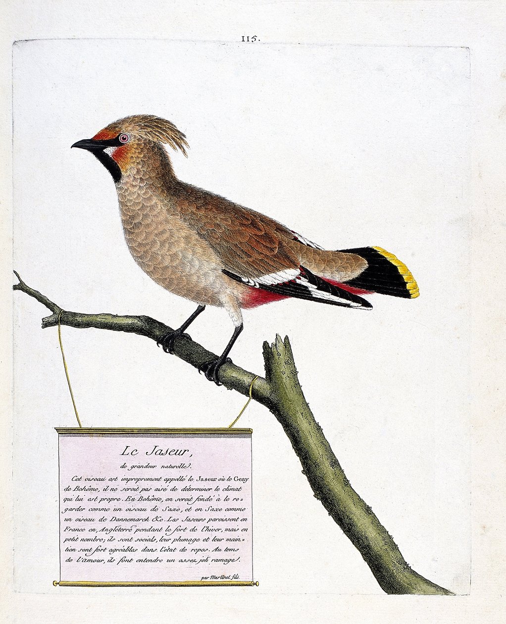 动物学图（鸟类学）：树枝上的天然大小碧玉或北方碧玉（bombycilla garrulus）。弗朗索瓦-尼古拉-马丁内特（1731-1800）的《鸟类的历史，在它们的出现和敏感方面的描绘》中的插图。私人收藏品 作者 弗朗索瓦·尼古拉斯·马丁内