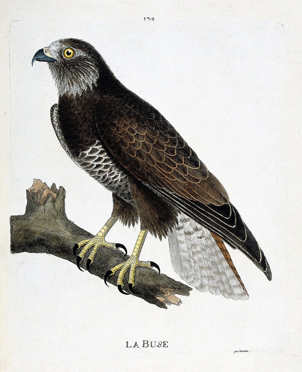 动物学图（鸟类学）：树枝上的喷嘴（可变喷嘴或buteo buteo）。弗朗索瓦-尼古拉-马丁内特（1731-1800）的《鸟类的历史，在它们的出现和敏感方面的描绘》中的插图。私人收藏。 作者 弗朗索瓦·尼古拉斯·马丁内