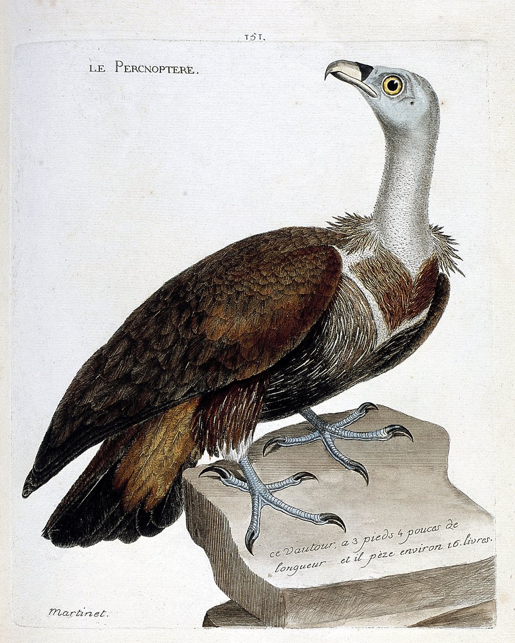 动物学图（鸟类学）：小鹰（fawn vulture or fulvus gyps）。弗朗索瓦-尼古拉-马丁内特（1731-1800）的《鸟类的历史，以它们的外表和敏感的方面来描绘》中的插图。私人收藏。 作者 弗朗索瓦·尼古拉斯·马丁内
