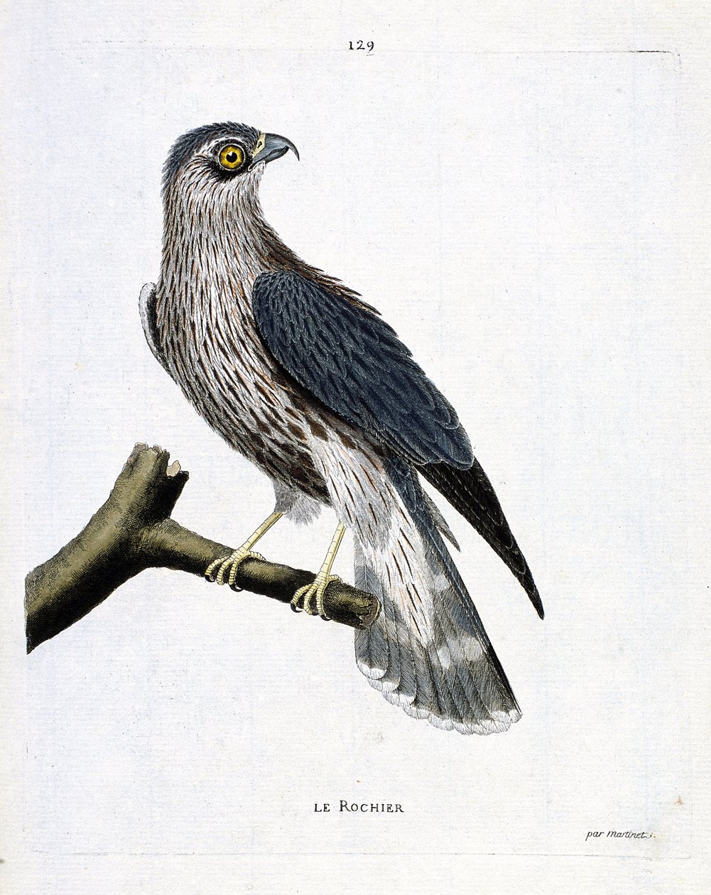 动物学图（鸟类学）：树枝上的岩石（Emerillon falcon或falco colombarius）。弗朗索瓦-尼古拉-马丁内特（1731-1800）的《鸟类的历史，以它们的出现和敏感的方面来描绘》中的插图。私人收藏。 作者 弗朗索瓦·尼古拉斯·马丁内