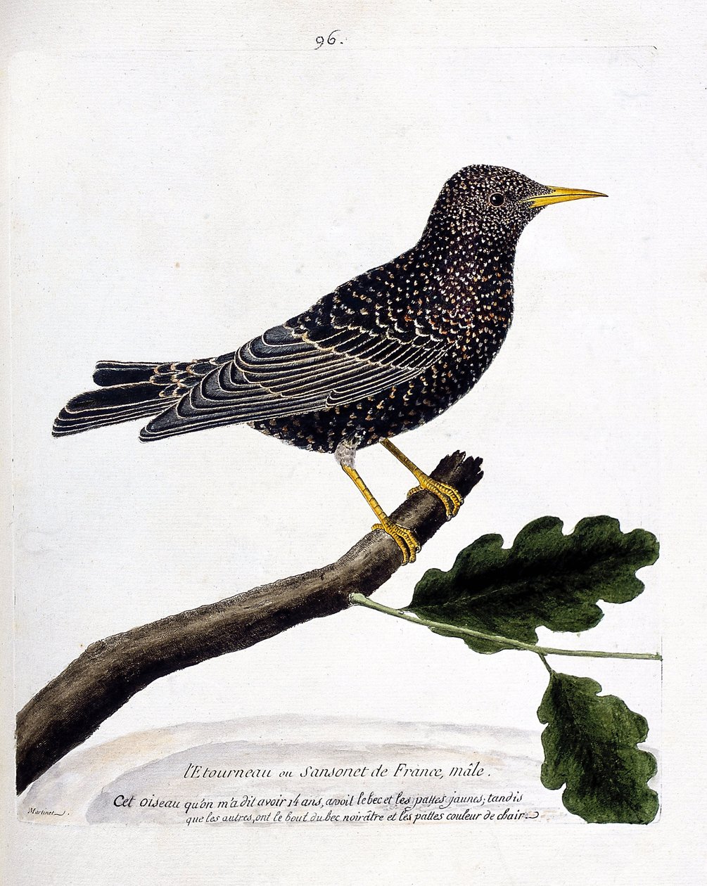 动物学图（鸟类学）：树枝上的椋鸟或桑桑鸟（starling或sturnus vulgaris）。弗朗索瓦-尼古拉-马丁内特（1731-1800）的《鸟类的历史，以它们的出现和敏感方面来描绘》中的插图。私人收藏。 作者 弗朗索瓦·尼古拉斯·马丁内