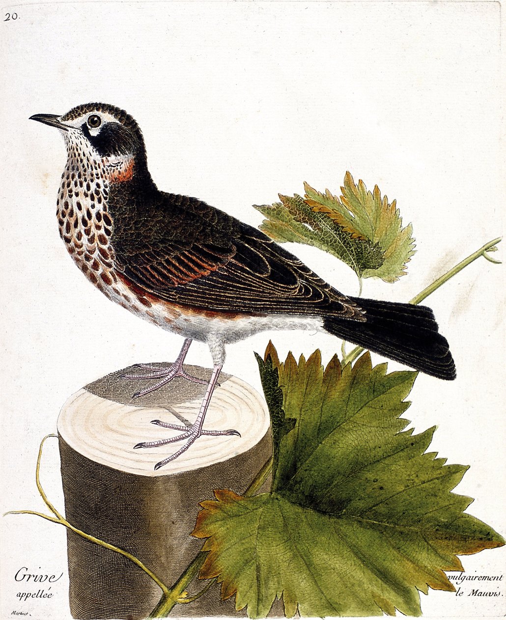 动物学图（鸟类学）：树株上通常被称为mauvis的鸫（mauvis thrush或turdus iliacus）。弗朗索瓦-尼古拉-马丁内特（1731-1800）的《鸟类的历史，在它们的出现和敏感方面的画法》中的插图。 作者 弗朗索瓦·尼古拉斯·马丁内