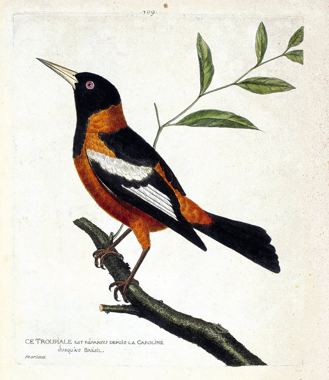 动物学图（鸟类学）：树枝上的tropiale（tropiale or icterus icterus）。弗朗索瓦-尼古拉-马丁内特（1731-1800）的《鸟类的历史，以它们的出现和敏感方面来描绘》中的插图。私人收藏。 作者 弗朗索瓦·尼古拉斯·马丁内