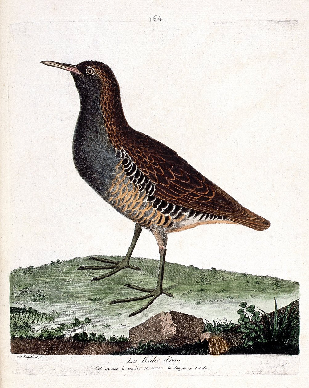 动物学图（鸟类学）：水鸡（rallus aquaticus）。弗朗索瓦-尼古拉-马丁内特（1731-1800）的《鸟类的历史，以它们的出现和敏感方面来描绘》中的插图。私人收藏。 作者 弗朗索瓦·尼古拉斯·马丁内