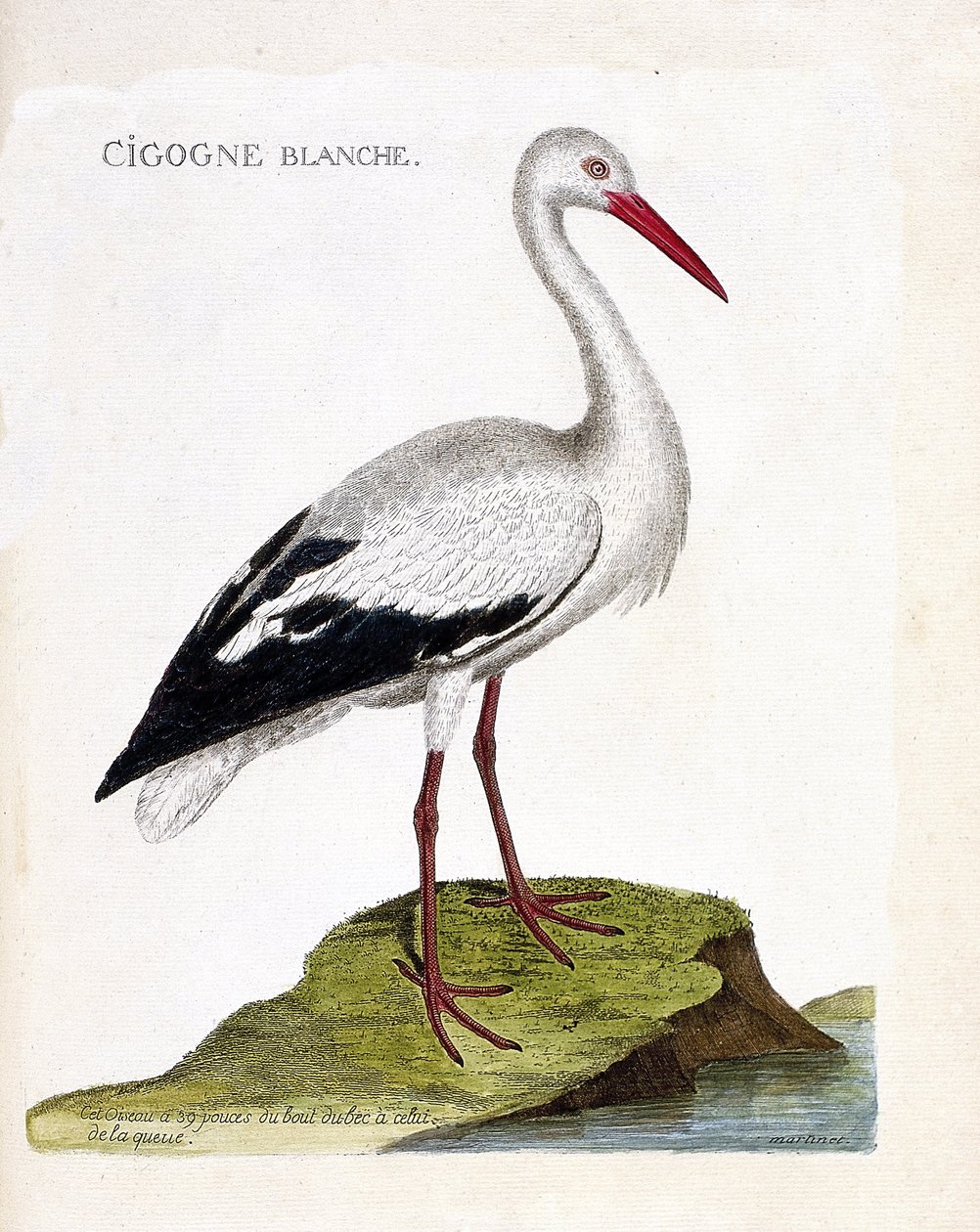 动物学图（鸟类学）：白鹳（ciconia ciconia）。弗朗索瓦-尼古拉-马丁内特（1731-1800）的《鸟类的历史，在它们的外观和敏感方面的绘画》中的插图。私人收藏。 作者 弗朗索瓦·尼古拉斯·马丁内