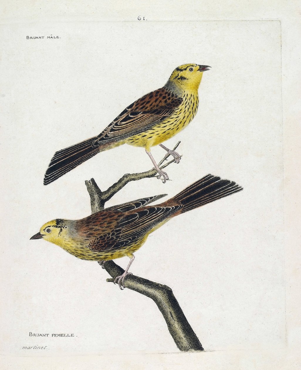 动物学图（鸟类学）：从上到下。雄性和雌性麻雀（黄麻雀或Emberiza citrinella）。弗朗索瓦-尼古拉-马丁内特（1731-1800）的《鸟类的历史，在它们的外表和敏感方面的绘画》中的插图。私人 作者 弗朗索瓦·尼古拉斯·马丁内