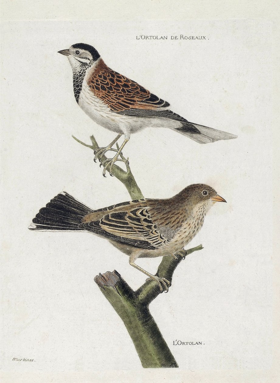 动物学图（鸟类学）：从上到下。树枝上的Reed ortolan（Reed Sparrow或Emberiza schoeniclus）和Ortolan（Ortolan Sparrow或Emberiza hortulana）。"鸟类的历史，在它们的出现和敏感方面的画法 "中的插图 作者 弗朗索瓦·尼古拉斯·马丁内