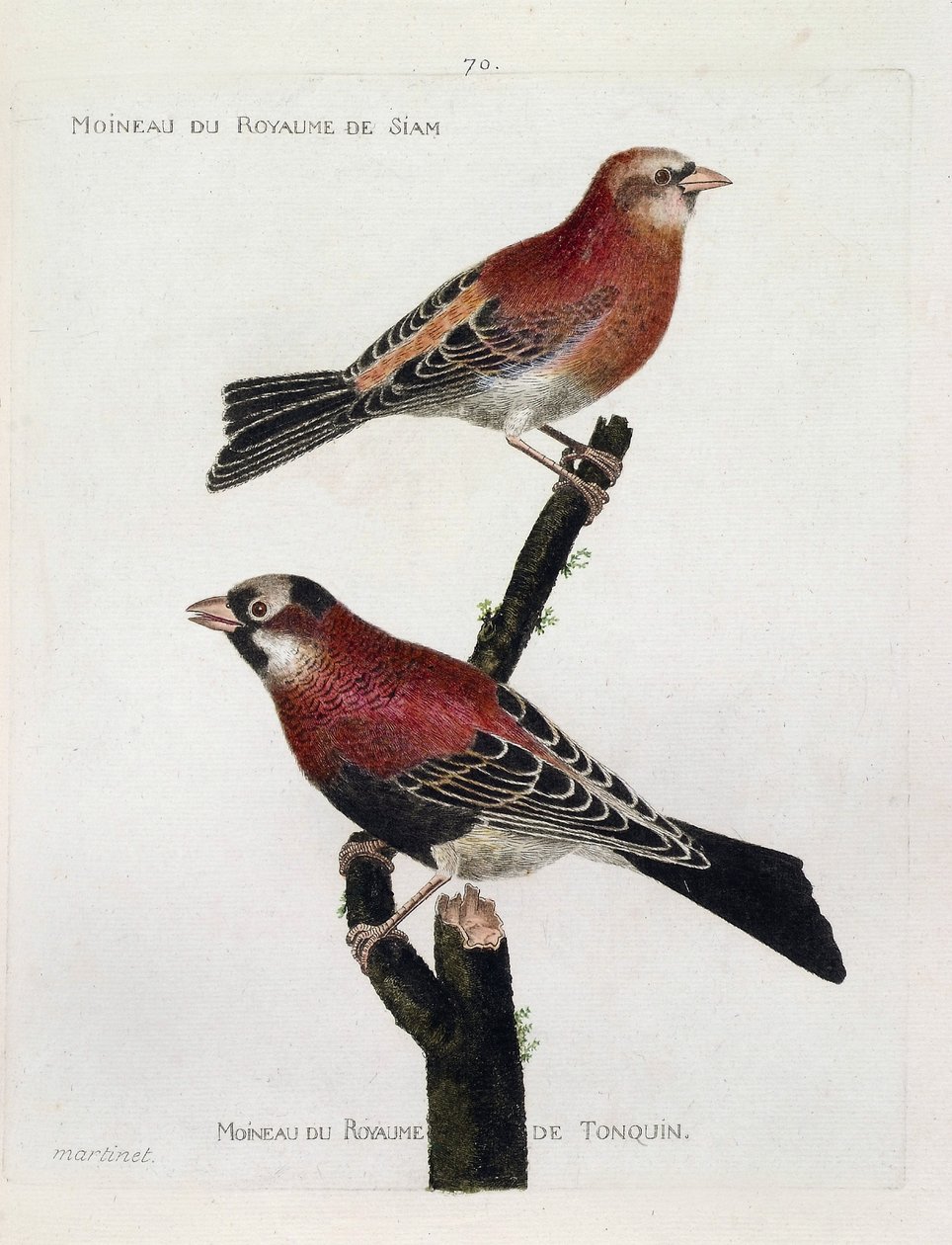 动物学图表（鸟类学）：从上到下。暹罗王国的麻雀（Crimson Roselin或carpodacus eruthrinus）和tonquin王国的麻雀（tonkin）在枝头。插图见于《鸟类的历史，以它们的出现和发展来描绘》。 作者 弗朗索瓦·尼古拉斯·马丁内
