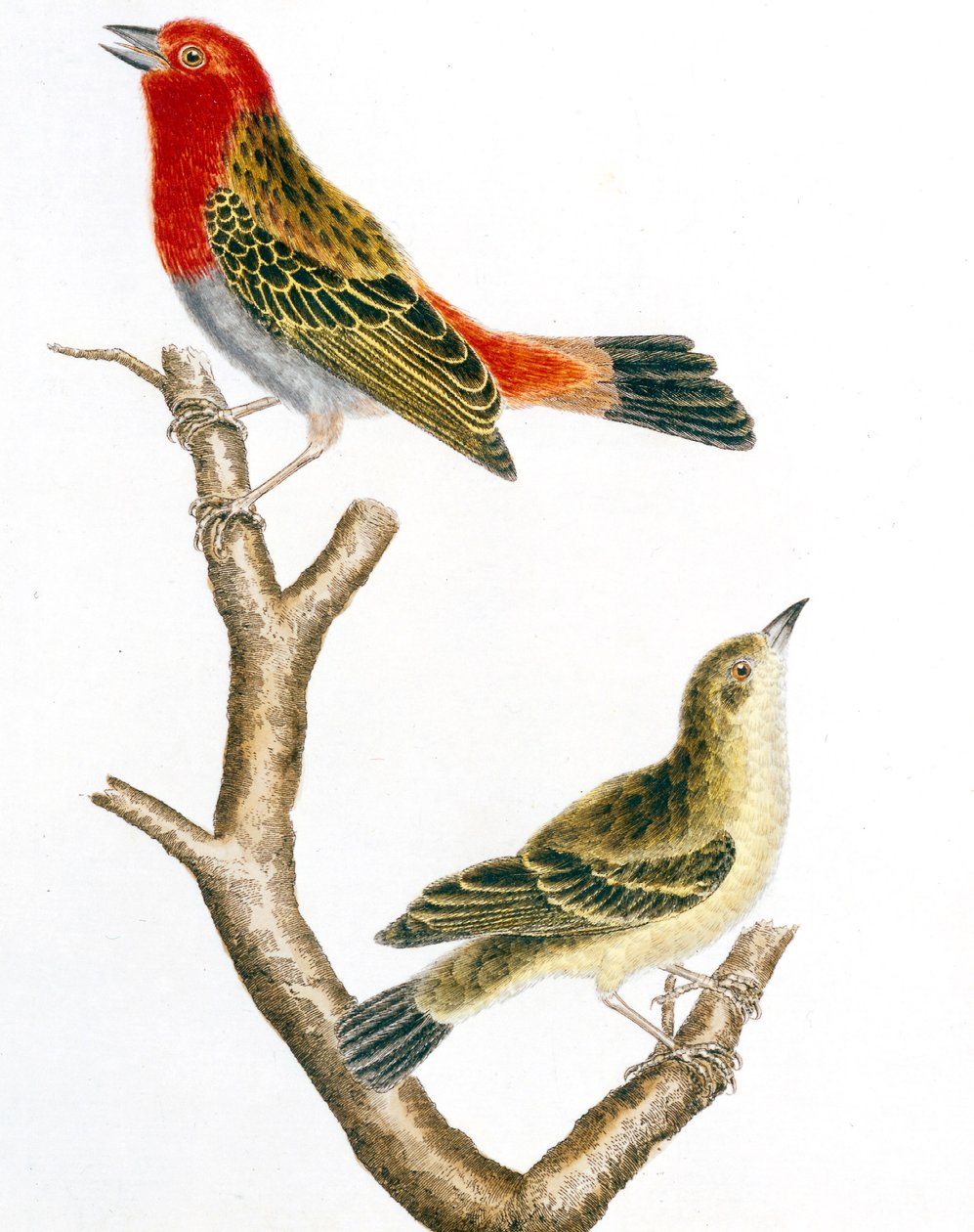 麻雀和它的雌性，弗朗索瓦·尼古拉斯·马丁内 (Francois Nicolas Martinet) 的彩色版画 作者 弗朗索瓦·尼古拉斯·马丁内