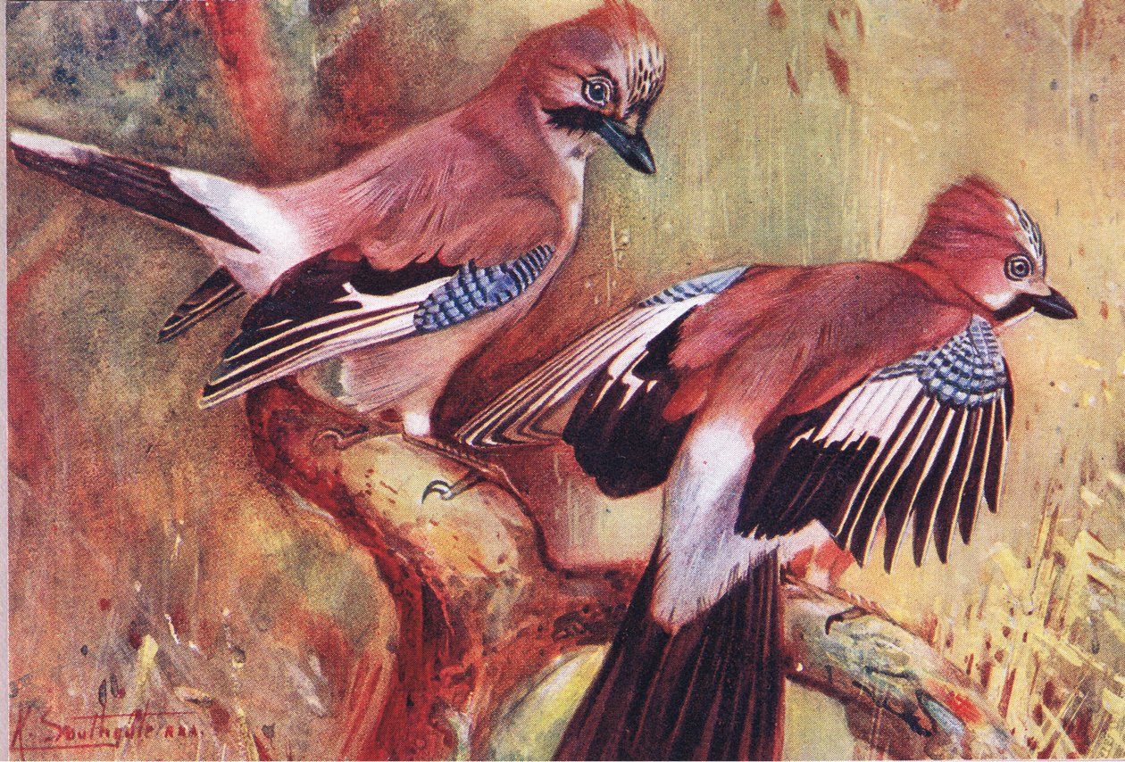Jays，来自Wild Nature＆Country Life的插图，由Hodder＆Stoughton出版，c.1910 作者 弗兰克·索斯盖特