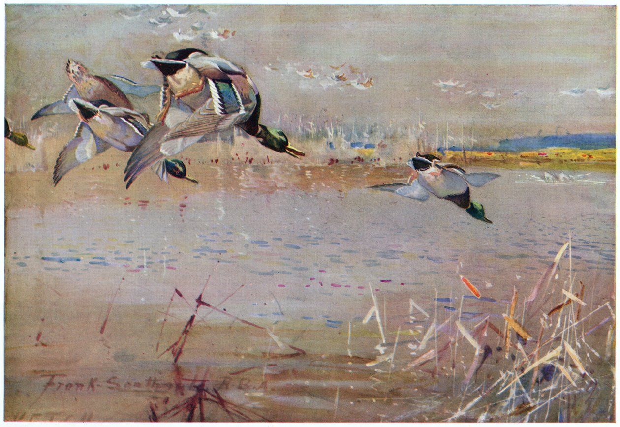 野鸭被一只鹰追赶，插图来自&39;Wildfowl anf Waders&39; 作者 弗兰克·索斯盖特