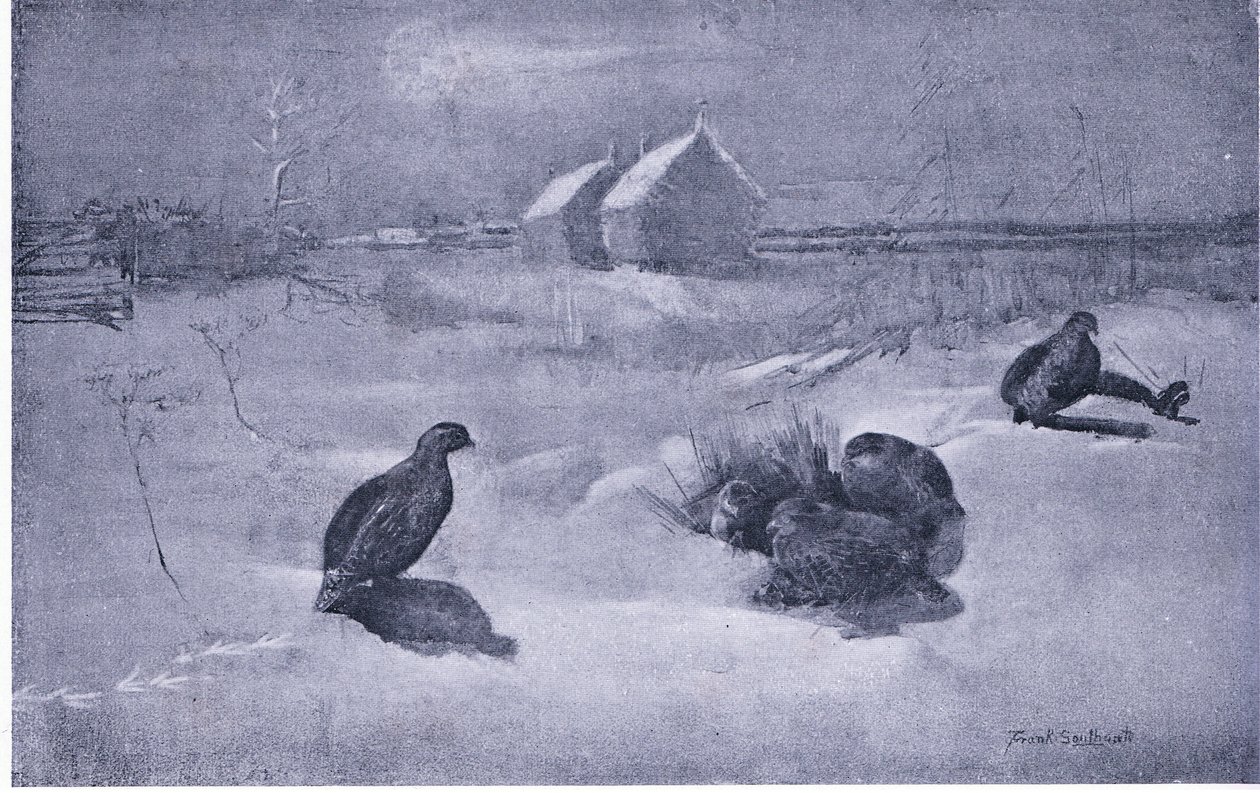 鹧in在雪地里 作者 弗兰克·索斯盖特