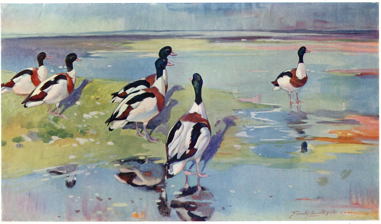 平底鞋上的Shelducks，来自&39;Wildfowl and Waders&39;的插图 作者 弗兰克·索斯盖特