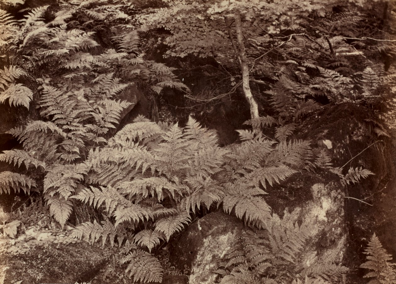 1870年代后期，无标题的蕨类植物研究。 作者 弗兰克·梅多·萨克利夫
