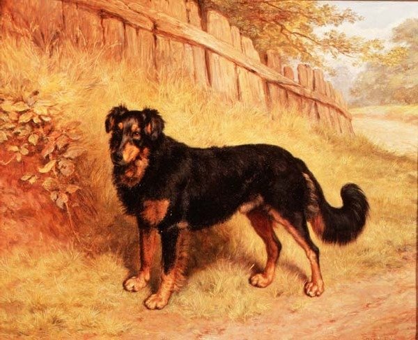 边境牧羊犬 作者 弗兰克·帕顿