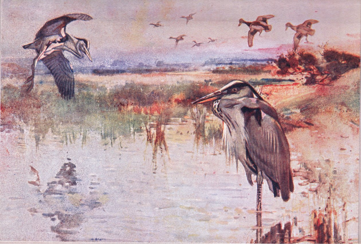 苍鹭，来自野生自然与乡村生活的插图由Hodder＆Stoughton出版，c.1910 作者 弗兰克·索斯盖特