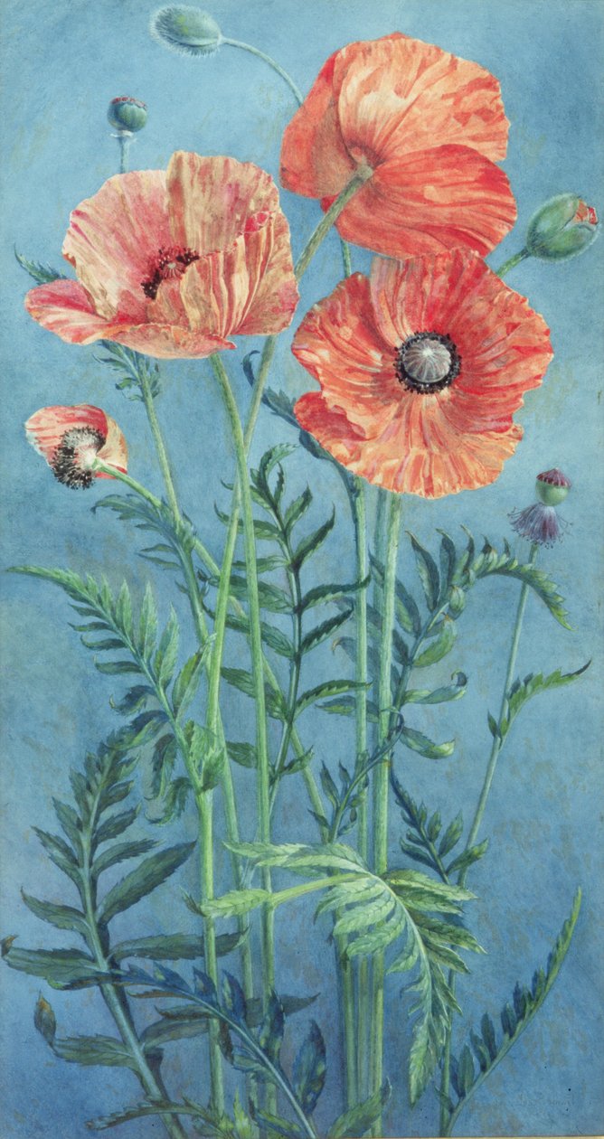 罂粟花，1916年（纸上写着） 作者 弗兰克·斯蒂利