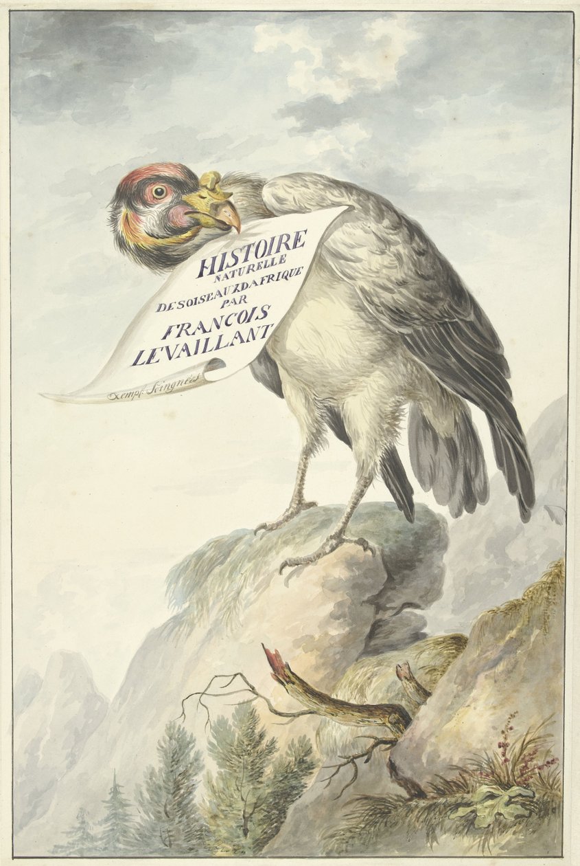 嘴里叼着一张纸的大冠秃鹫 HISTOIRE NATURELLE DES OISEAUX DAFRIQUE（物品上的标题） 作者 弗朗索瓦·勒瓦扬 (François Levaillant)