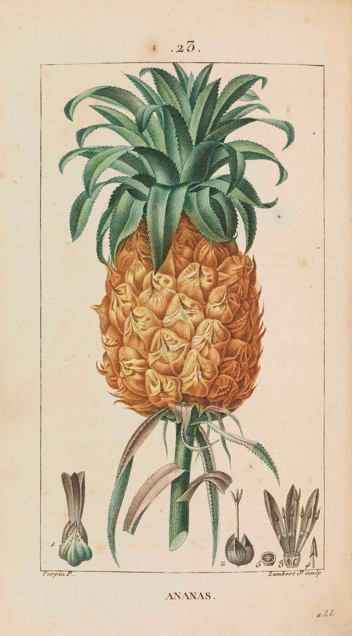 菠萝。医学植物区系，1814-1820。 作者 弗朗索瓦·皮埃尔·肖梅顿