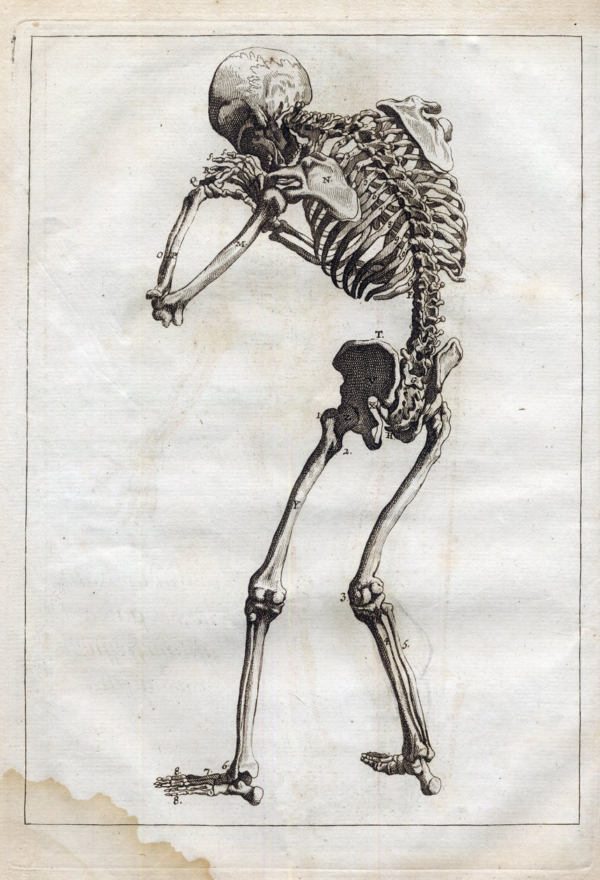 弗朗索瓦-托尔特巴特（1610-1690 年）《抽象解剖学，适应绘画和雕塑艺术》中的雕刻 - "Abrege d