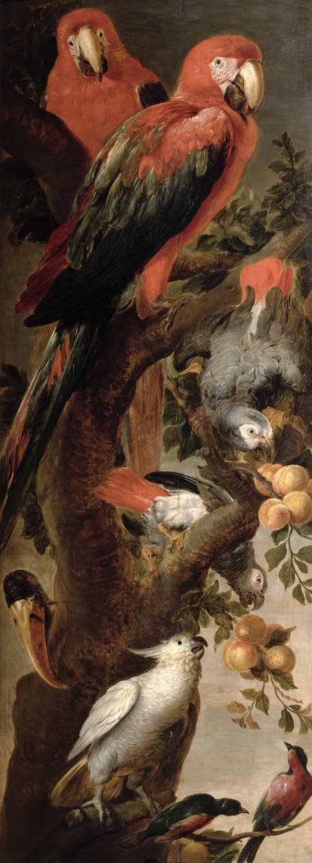 金刚鹦鹉和鹦鹉 作者 Frans Snyders或Snijders