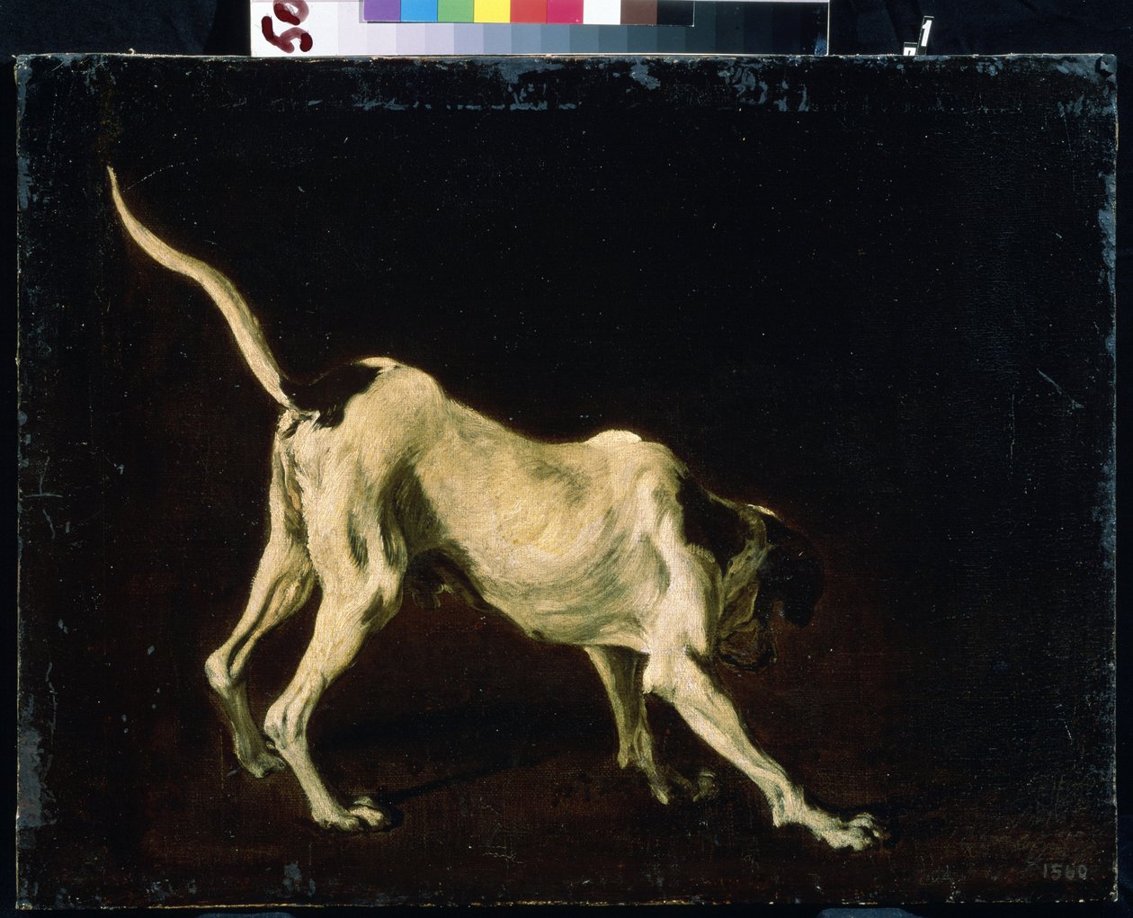 狗（一只狗）。弗兰斯-斯奈德斯（1579-1657 年）的画作。布面油画 作者 Frans Snyders或Snijders