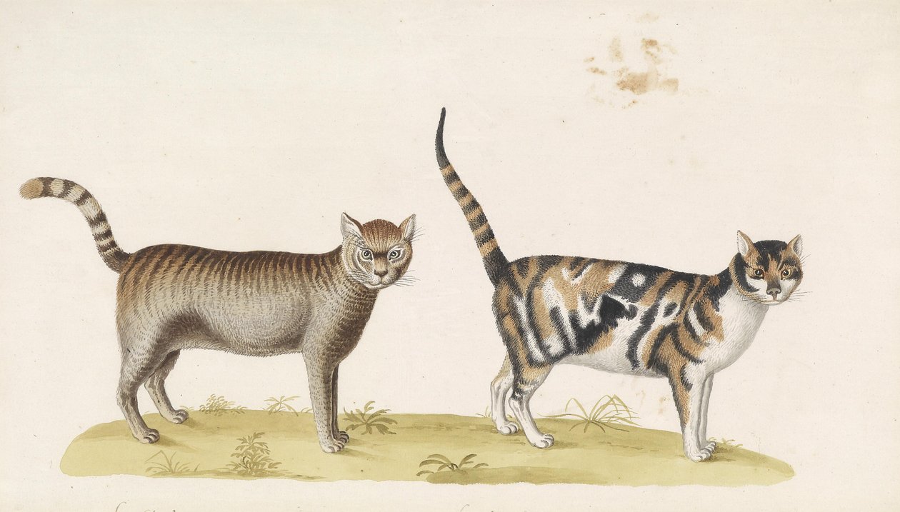 野猫，家猫 作者 弗朗兹·安东·冯·谢德尔