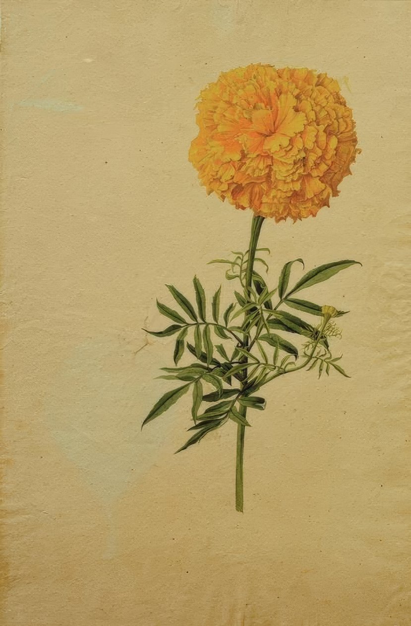 金盏花 作者 弗兰茨角质