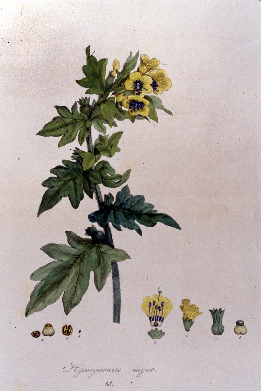 摘自F. De Paola De Schrank的 "Flora Monacensis"。慕尼黑1816年。 作者 弗朗兹壁橱