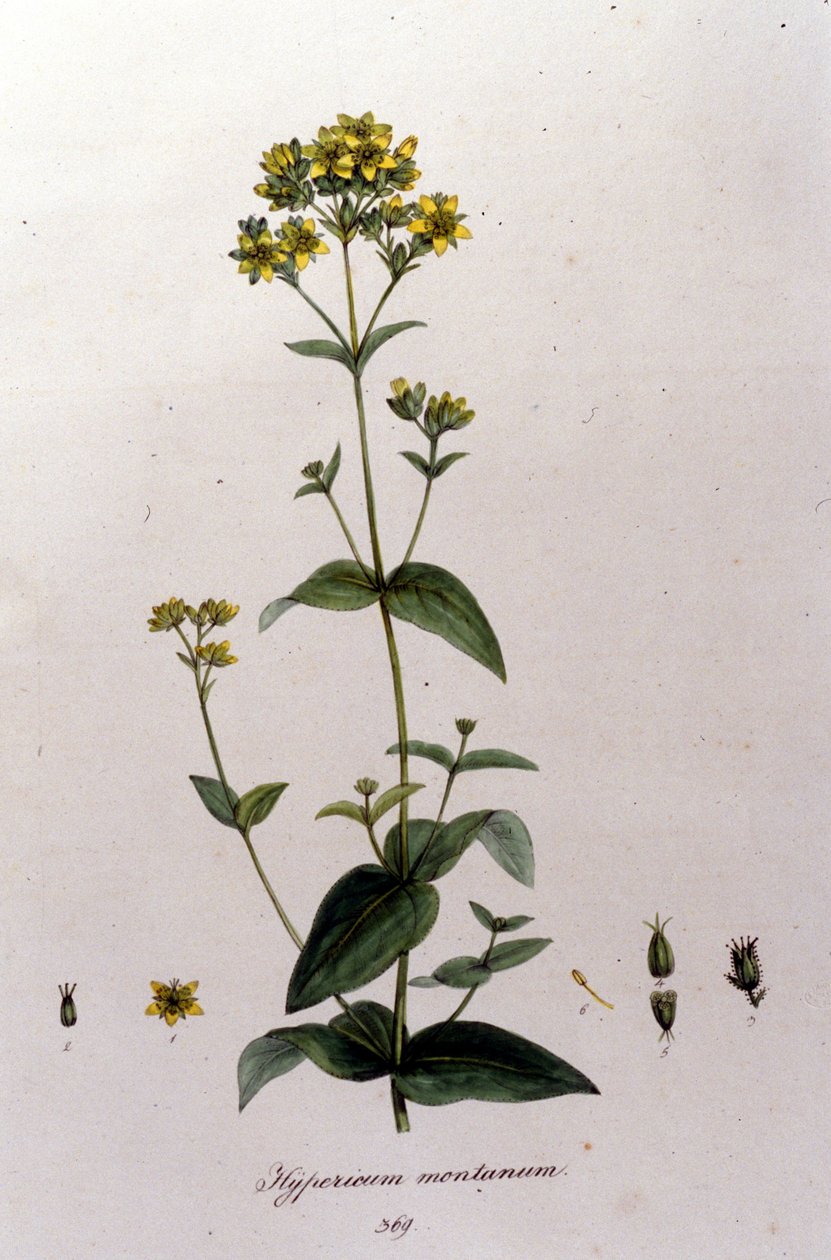 山地金丝桃或千里香（圣约翰草），来自F. De Paola De Schrank的 "Flora Monacensis"。慕尼黑1816年 作者 弗朗兹壁橱