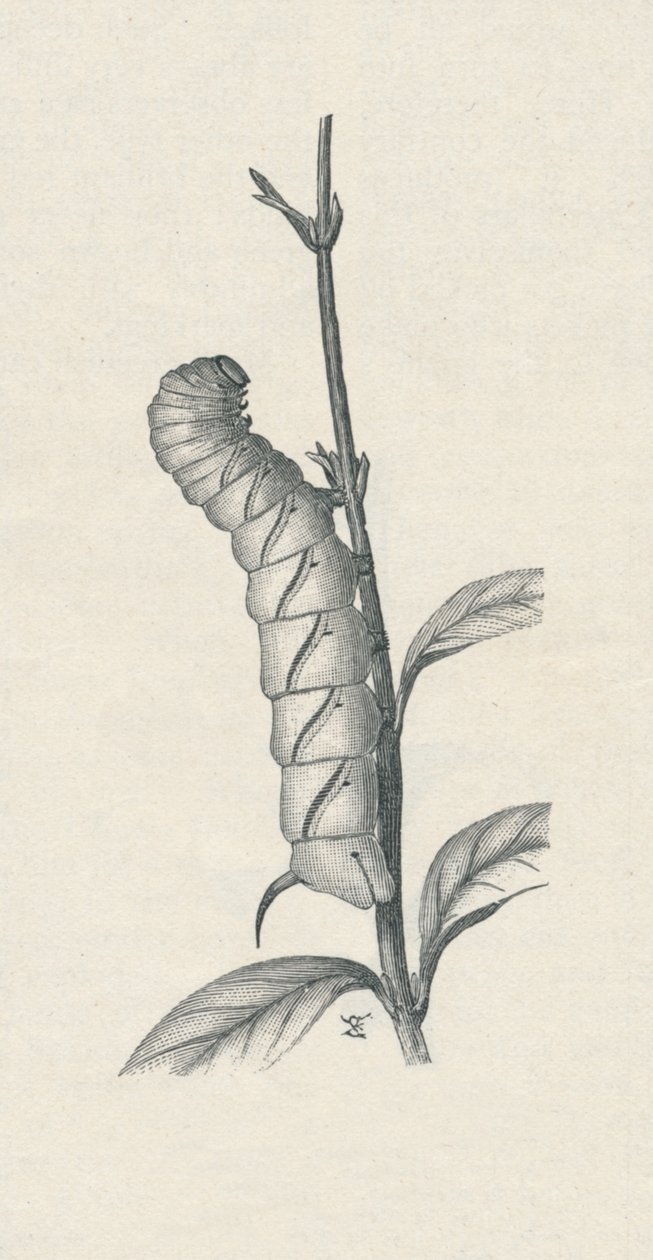 枢密院鹰蛾的成年毛虫，类似于被占领"，约1900年，1910年 作者 弗雷德·伊诺克