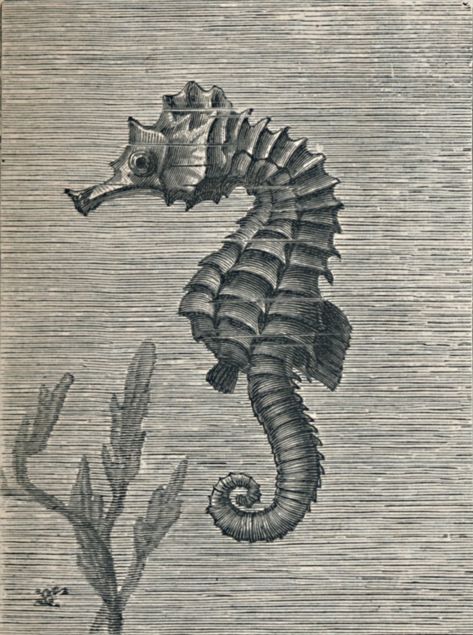 海马，不加掩饰，平静地游泳》，约1900年，1910年 作者 弗雷德·伊诺克