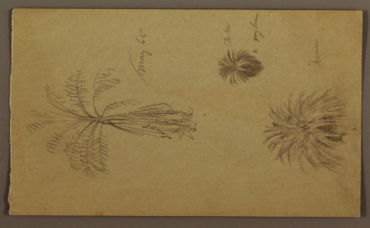 绘画，植物素描 作者 弗雷德里克·埃德温·丘奇