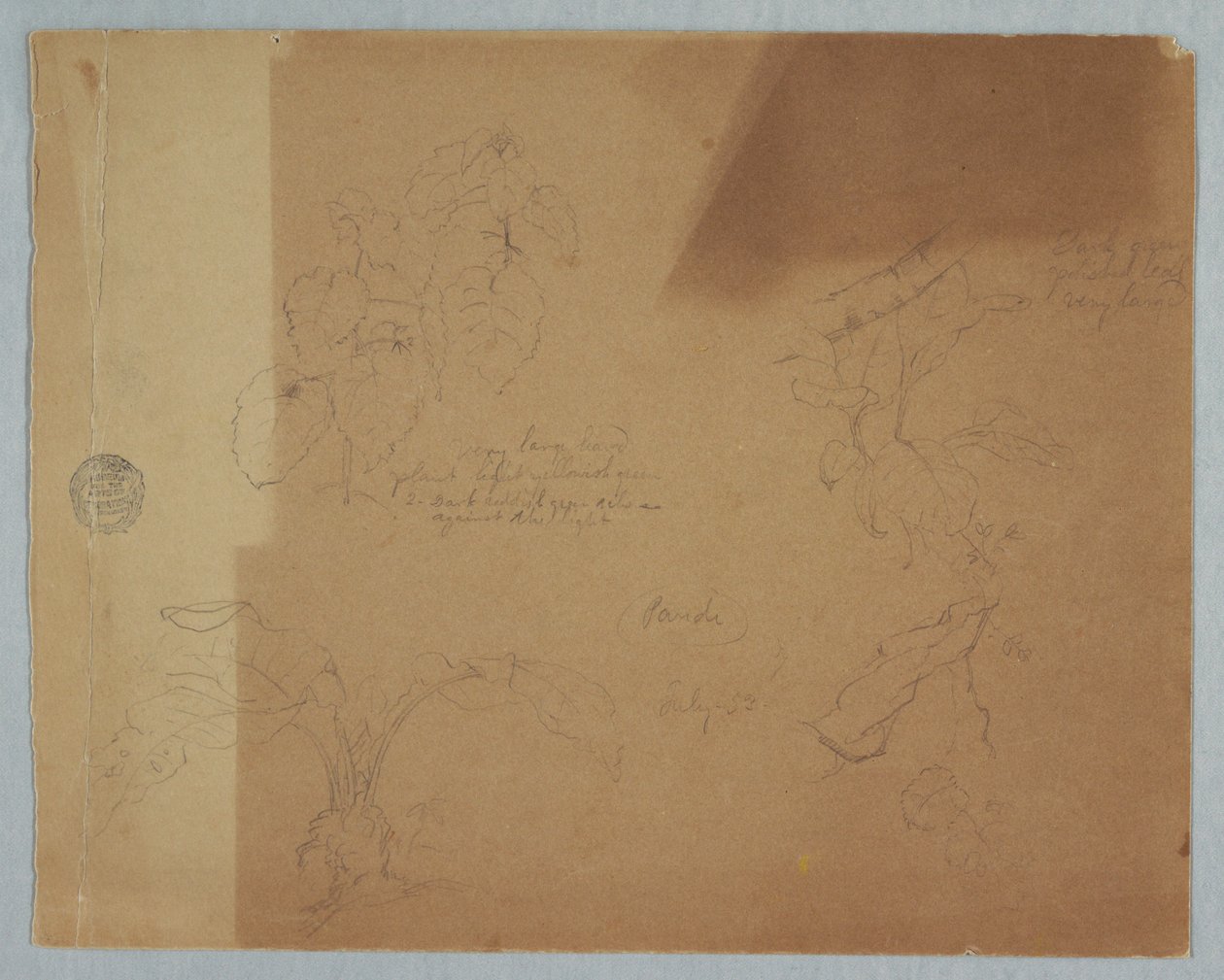绘画，植物素描，可能是Coleus，Pandi，哥伦比亚，1853年7月 作者 弗雷德里克·埃德温·丘奇