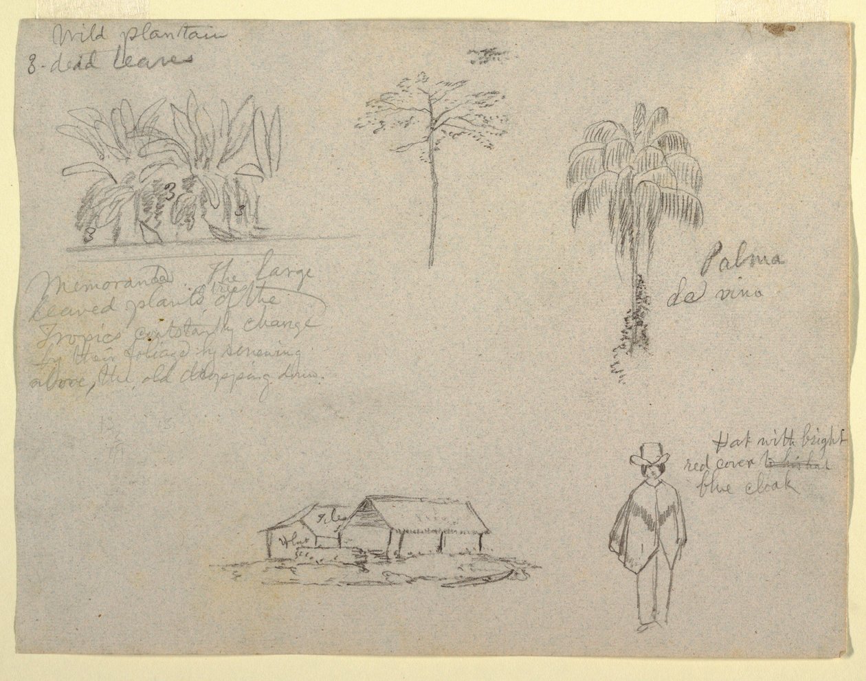 绘画，植物素描，1853年 作者 弗雷德里克·埃德温·丘奇