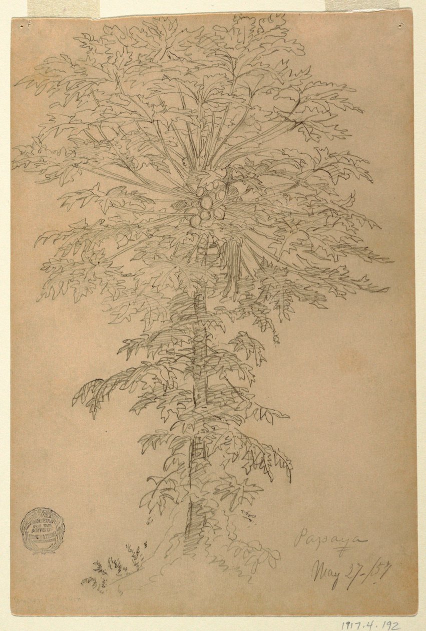 番木瓜用成熟的果子 作者 弗雷德里克·埃德温·丘奇