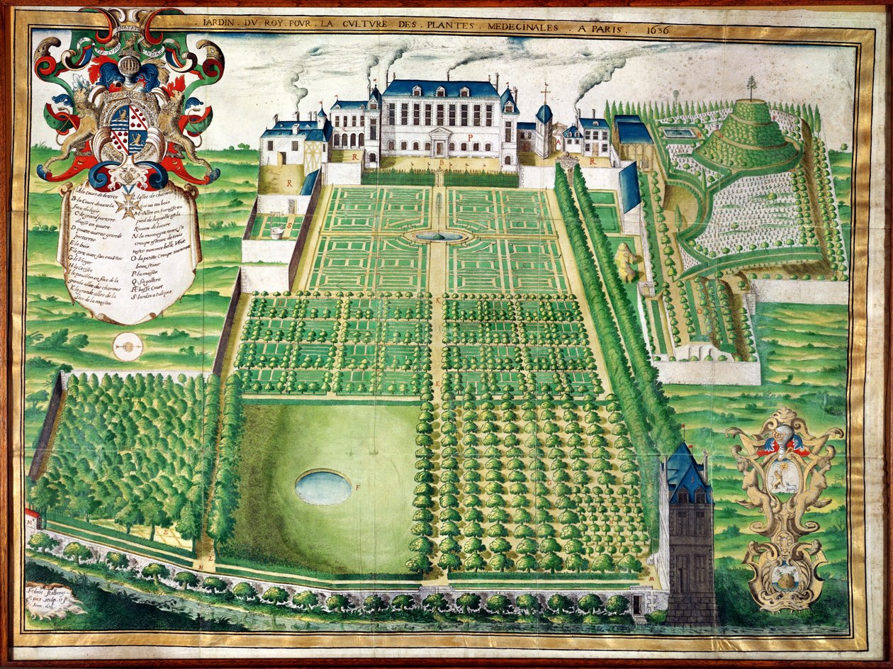 国王药用植物园，1636年（雕刻在牛皮纸上） 作者 弗雷德里克·斯卡尔伯格