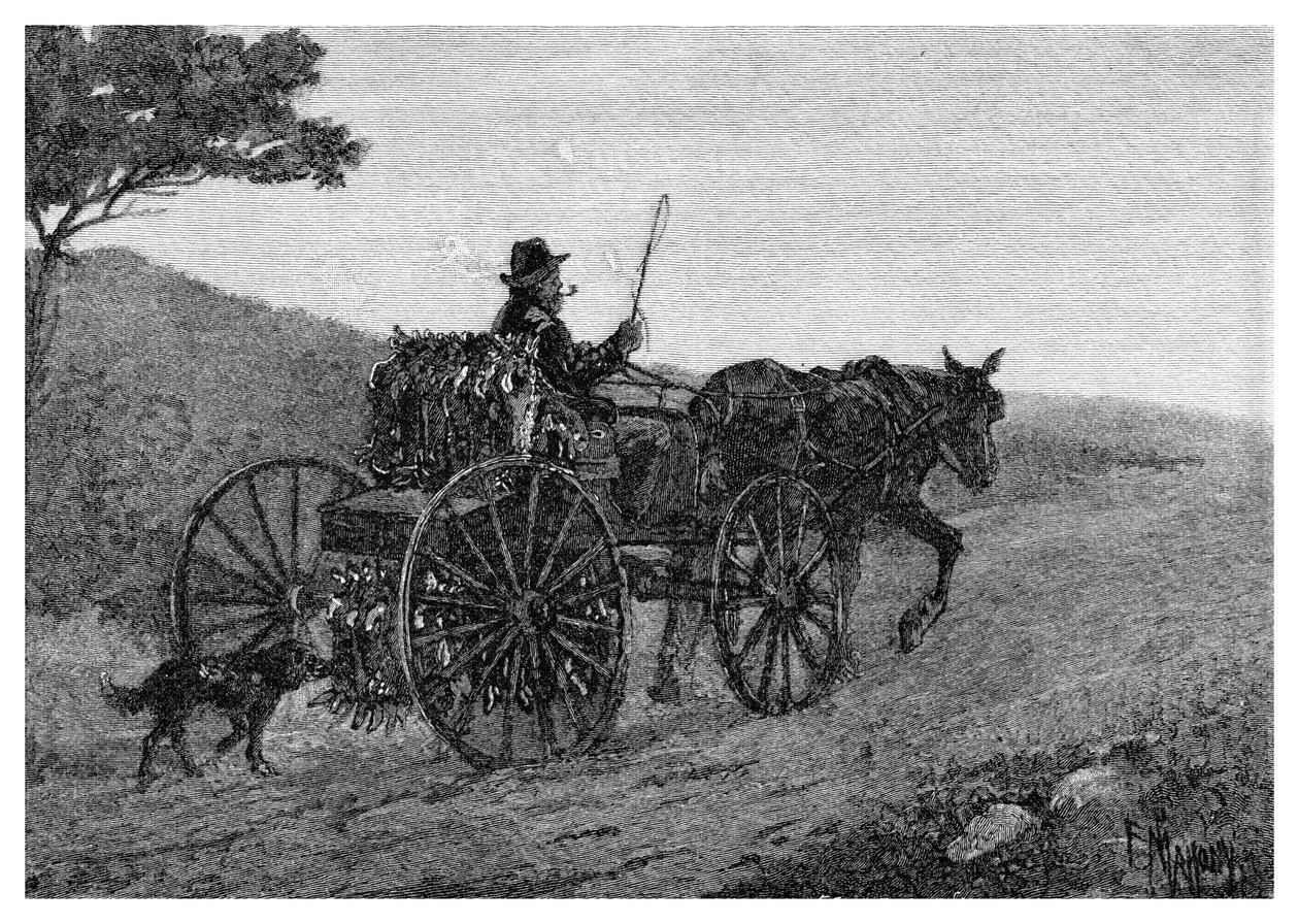 一只Colac兔子捕手，1886年。 作者 弗雷德里克·B·谢尔