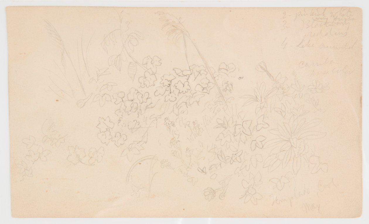 植物素描 作者 弗雷德里克·埃德温·丘奇