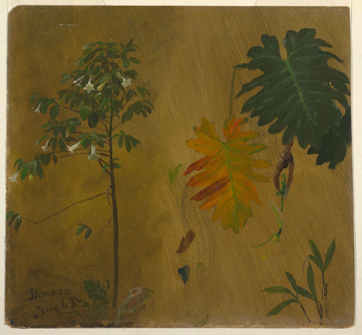植物学研究，牙买加 作者 弗雷德里克·埃德温·丘奇