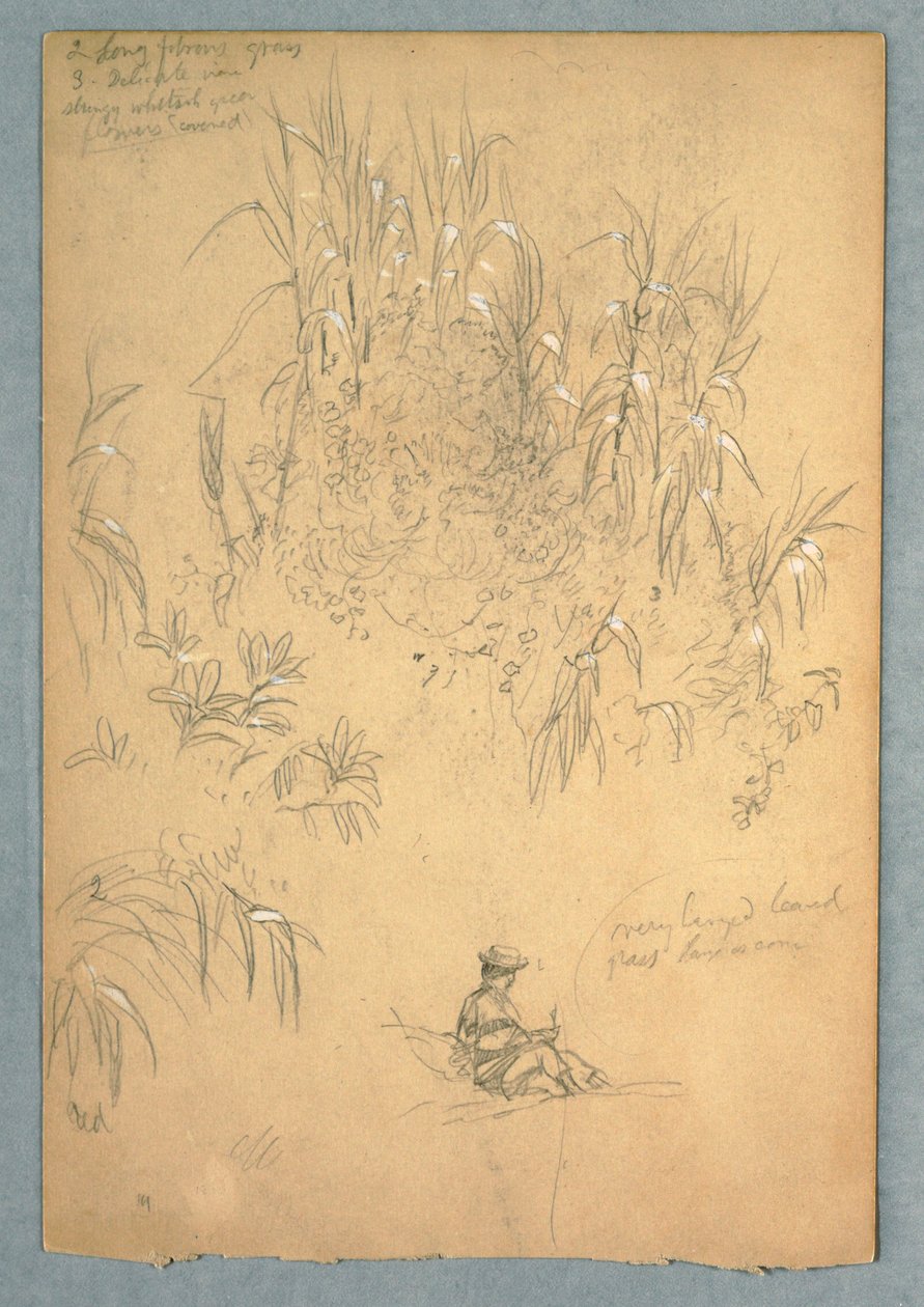 素描，《一个坐着的人和一群植物的详细研究》，厄瓜多尔，1857 年，可能是 5 月 作者 弗雷德里克·埃德温·丘奇